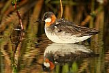 Red-necked Phalarope